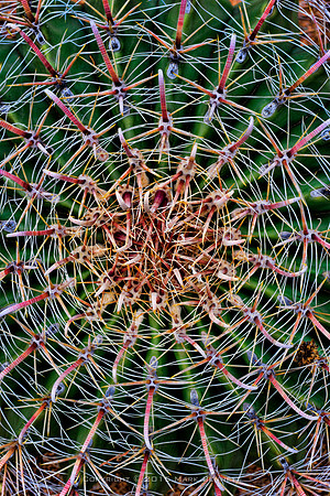 prickly thing 044