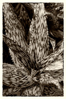 prickly thing 035