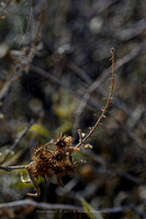 prickly thing 036