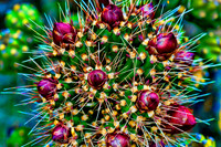 prickly thing 048