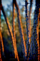 prickly thing 031