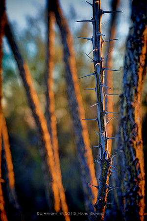 prickly thing 031