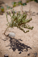 prickly thing 042