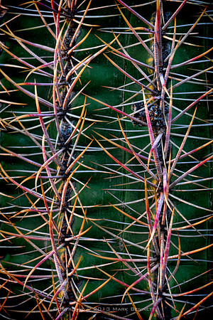 prickly thing 030
