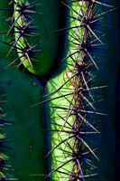 prickly thing 041