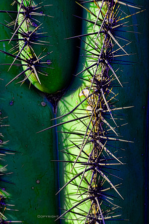 prickly thing 041