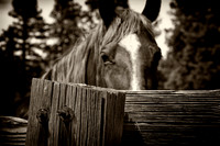 western fence 040 3k