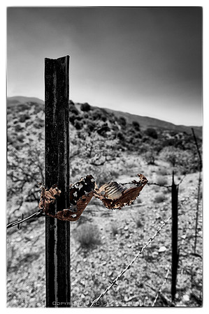 western fence 034