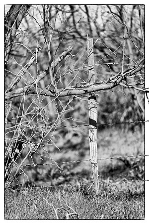 western fence 006