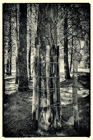 western fence 044