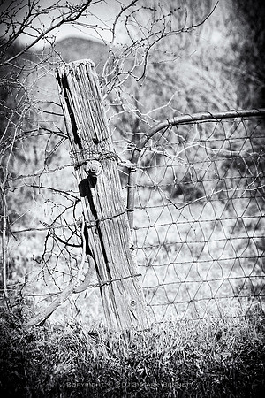 western fence 007