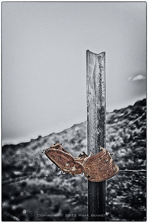 western fence 035