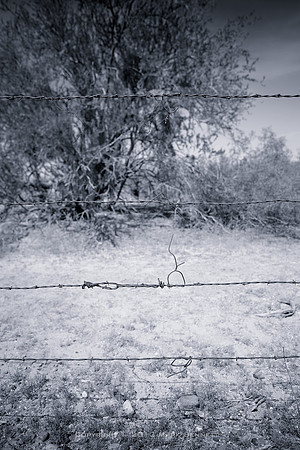 western fence 039
