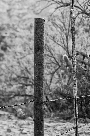 western fence 092
