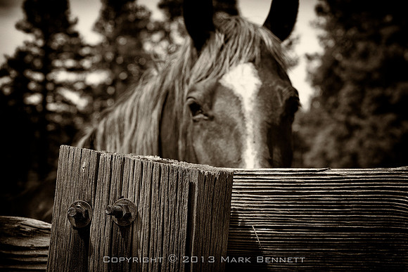 western fence 040