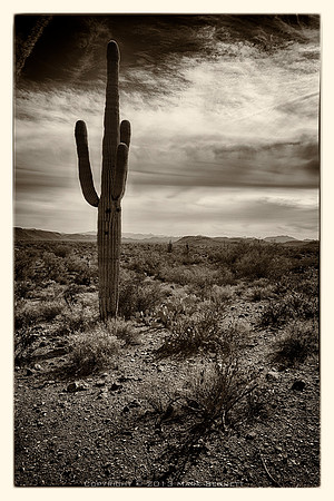 sentinel 033 saguaro