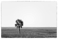 sentinel 059 palm