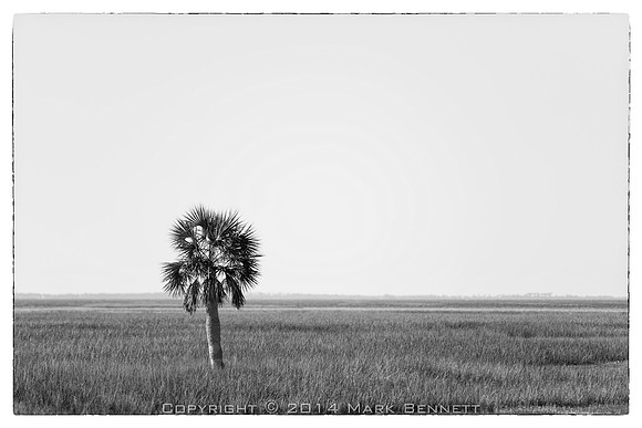 sentinel 059 palm
