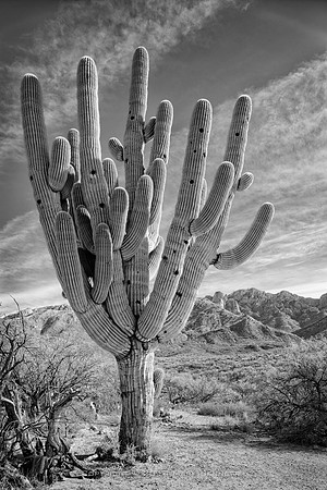 sentinel 039 saguaro armed