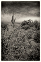 sentinel 075 saguaro on the hill