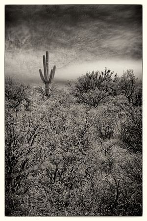 sentinel 075 saguaro on the hill