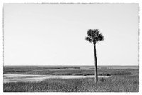 sentinel 060 palm