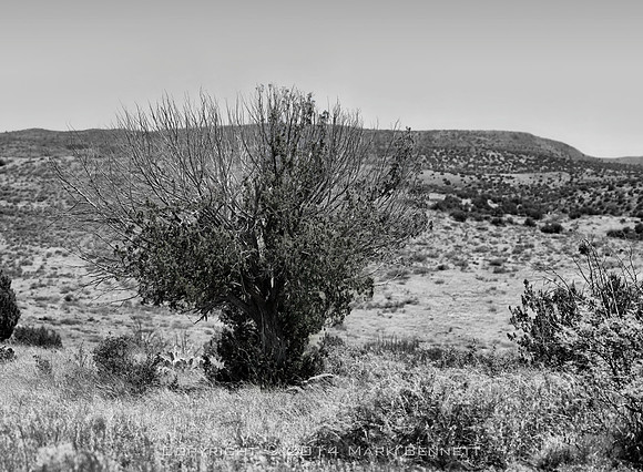 sentinel 054 juniper