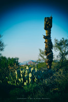 sentinel 067 saguaro