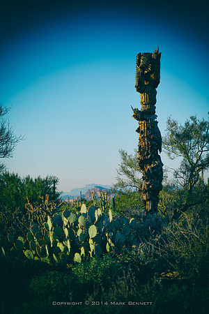 sentinel 067 saguaro