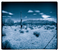 sentinel 078 saguaro
