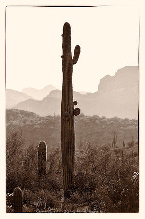 sentinel 003 saguaro late for sunrise
