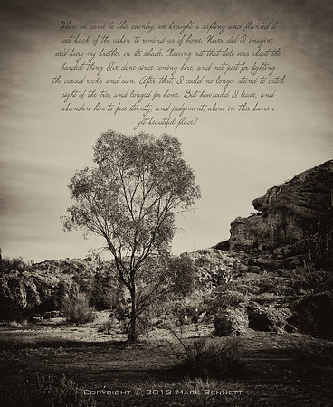 sentinel 037 eucalyptus story