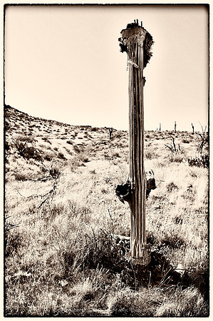 sentinel 005 saguaro skeleton