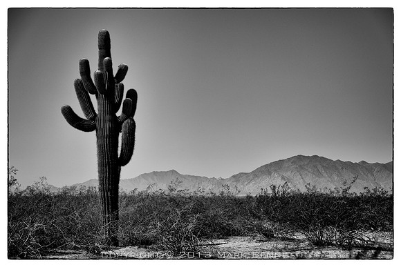 sentinel 028 saguaro
