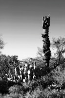 sentinel 066 saguaro