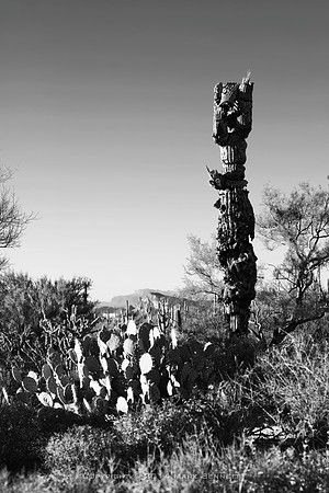 sentinel 066 saguaro