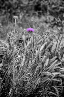 sentinel 076 thistle in the grass