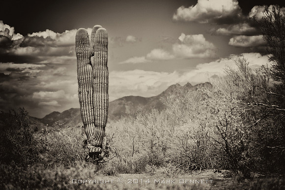 sentinel 048 saguaro triplet