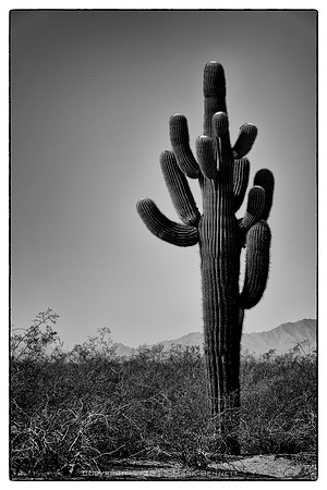sentinel 029 saguaro