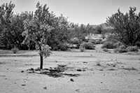 sentinel 061 cholla