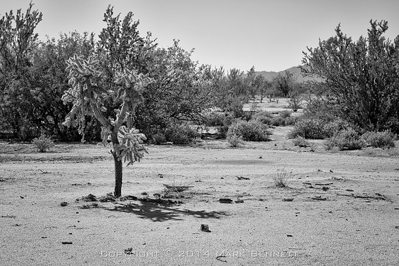 sentinel 061 cholla