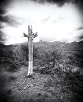 sentinel 074 saguaro skeleton