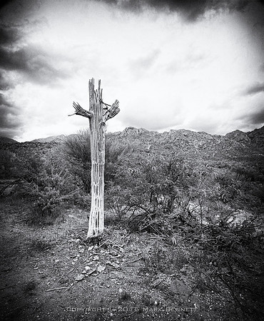 sentinel 074 saguaro skeleton