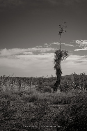 sentinel 049 yucca