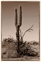 sentinel 065 saguaro