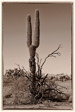 sentinel 065 saguaro