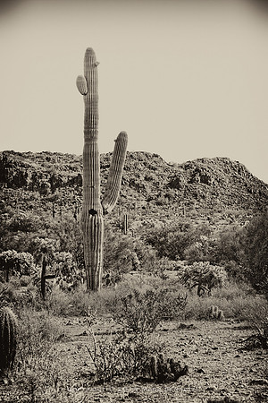 sentinel 032 saguaro