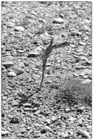 sentinel 072 cactus baby