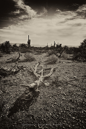 sentinel 046 dead cholla