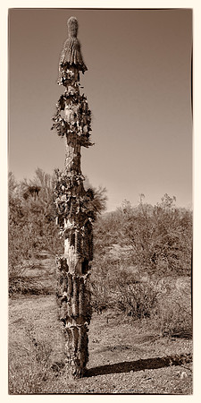 sentinel 052 saguaro